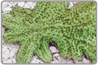 Green Tongue Coral